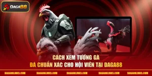 cách xem tướng gà đá
