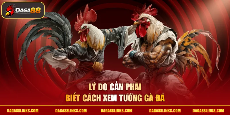 Lý do cần phải biết cách xem tướng gà đá
