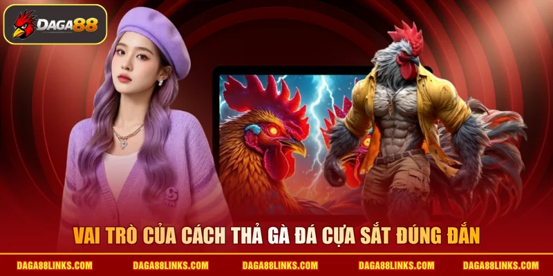 Vai trò của cách thả gà đá cựa sắt đúng đắn